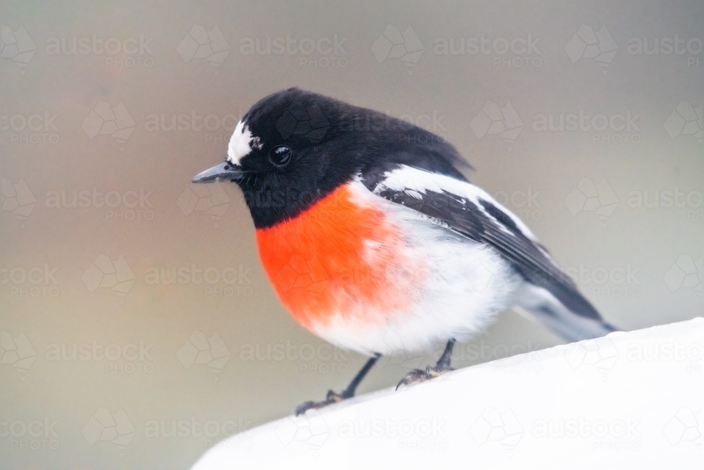 Red robin bird being inquisitive. - Australian Stock Image