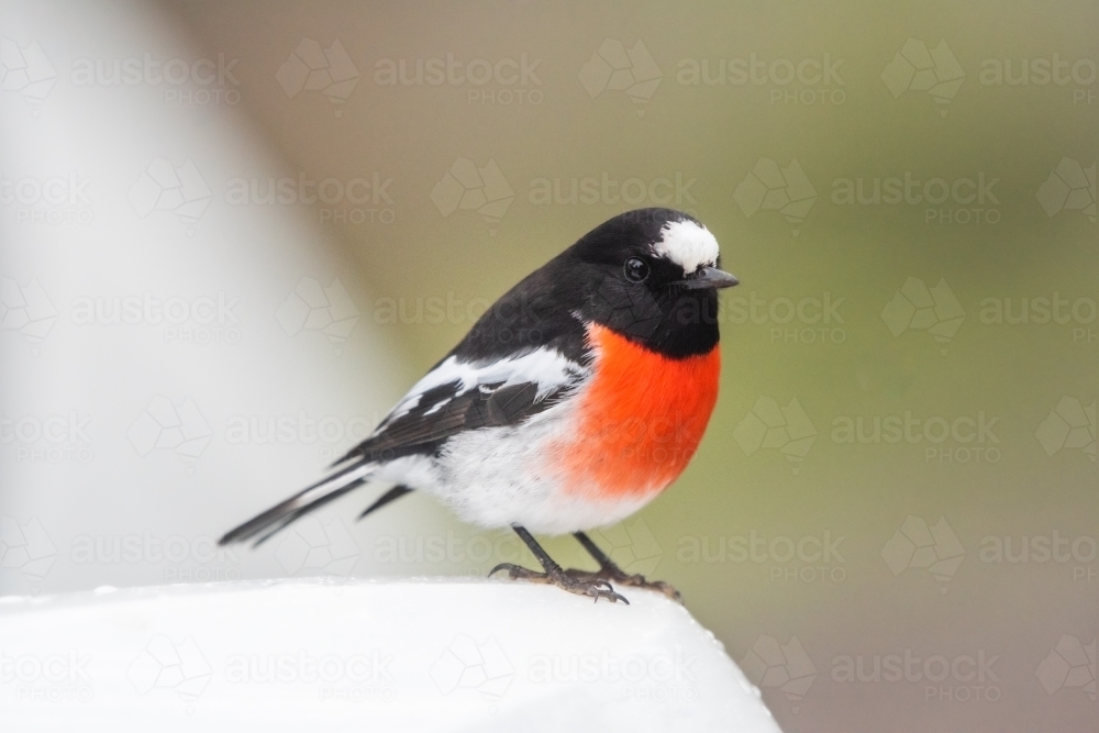 Red robin bird being inquisitive. - Australian Stock Image