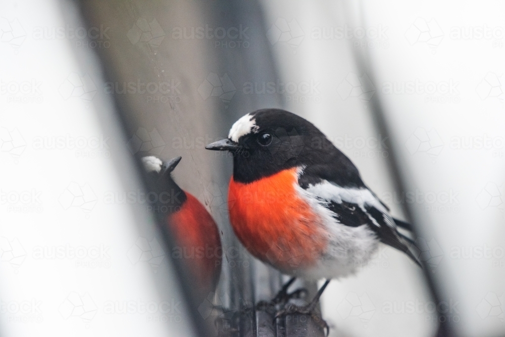 Red robin bird being inquisitive looking at his reflection. - Australian Stock Image