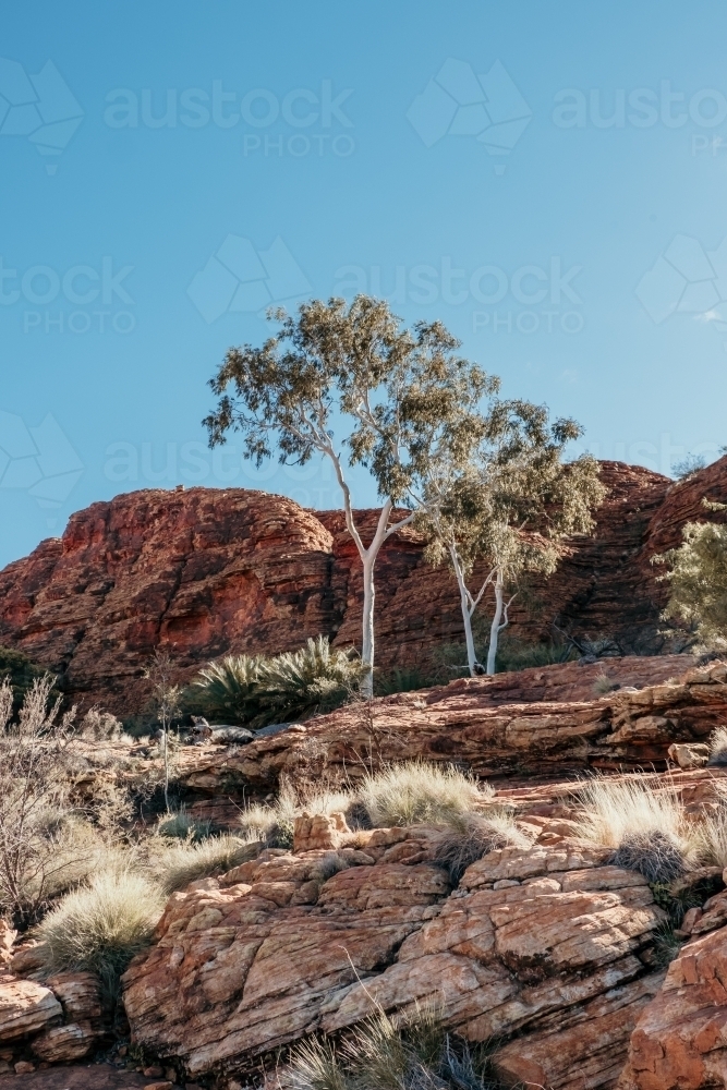 Red rocks & ghost gums of the outback - Australian Stock Image