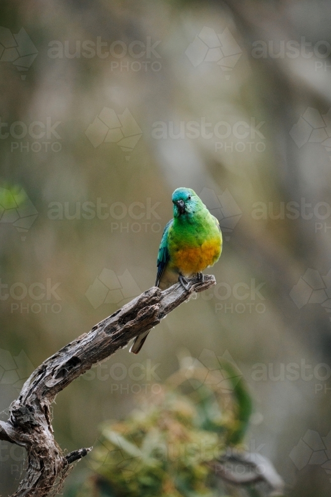 Red-rumped parrot - Australian Stock Image