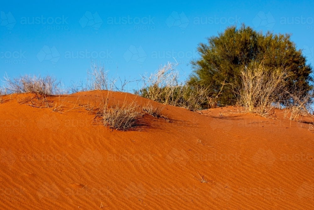 Red sand dune - Australian Stock Image