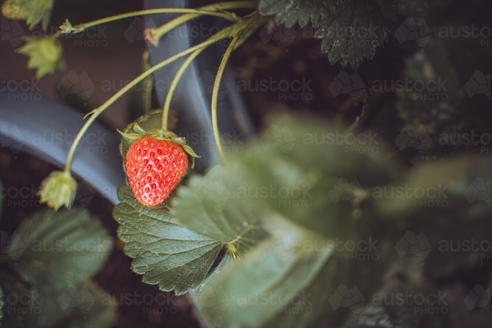 Red Strawberries Growing in Backyard Garden - Australian Stock Image