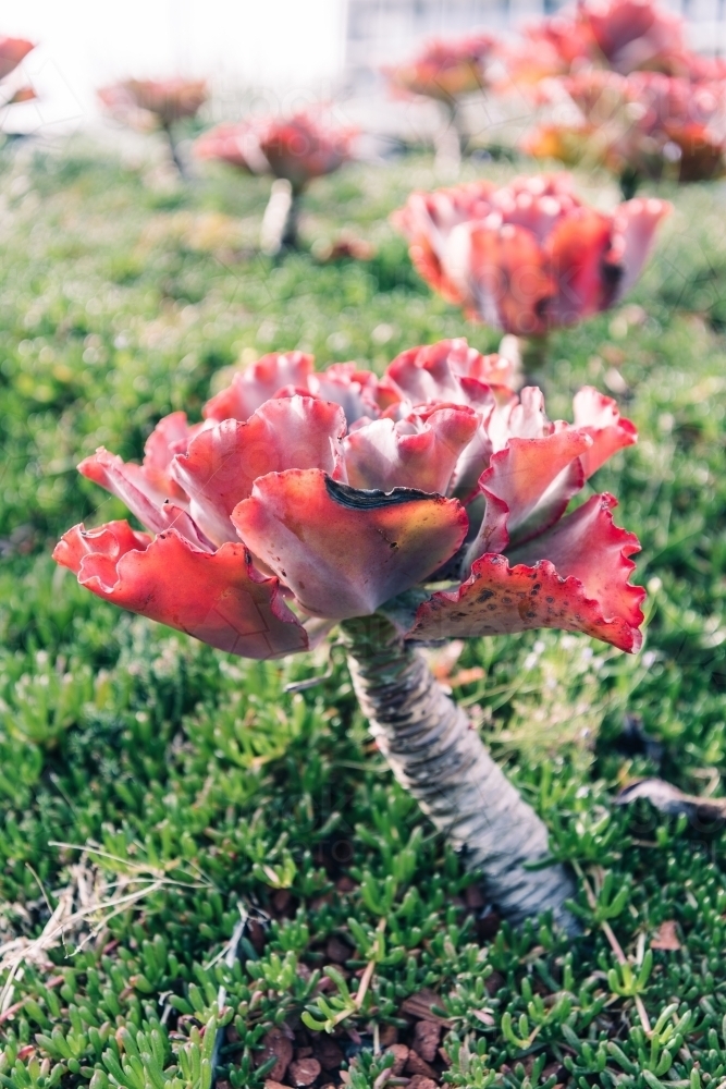 red succulents closeup (Echeveria Dick Wright) - Australian Stock Image