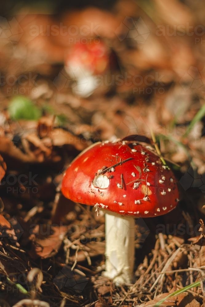 Red Toadstool - Australian Stock Image