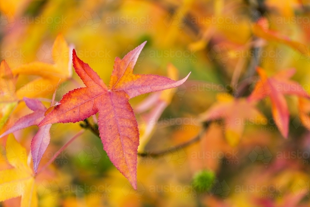 Red veins on orange coloured autumn leaf hanging on tree in park - Australian Stock Image