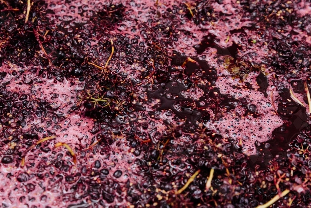 red wine grapes fermenting at vintage - Australian Stock Image