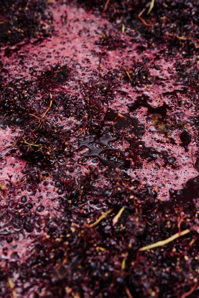 Red wine grapes fermenting - Australian Stock Image