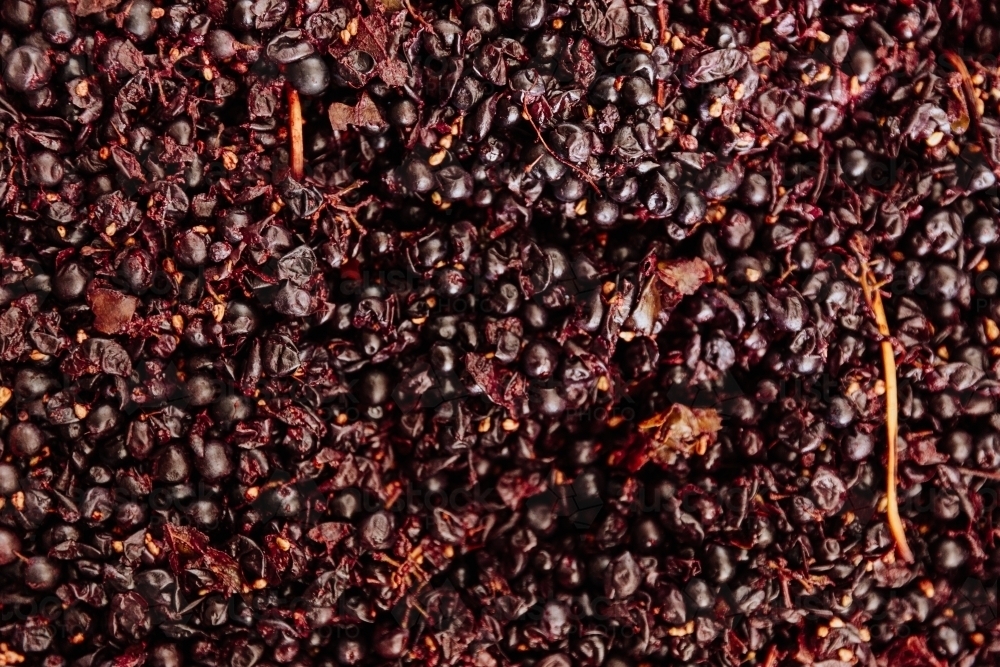 Red wine grapes fermenting - Australian Stock Image