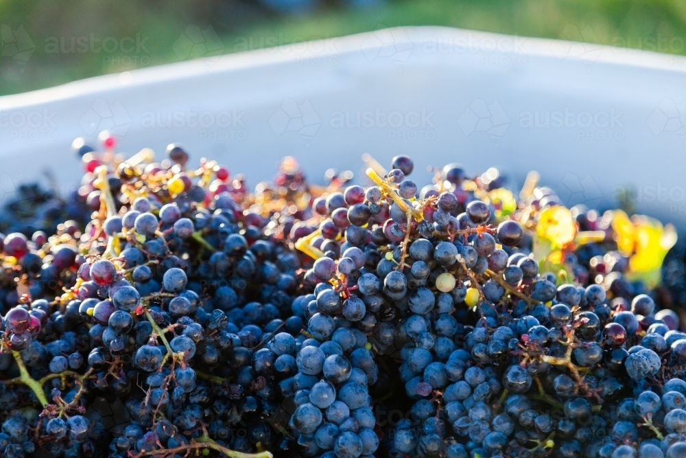 Red wine grapes in grape bin during harvest in vineyard - Australian Stock Image