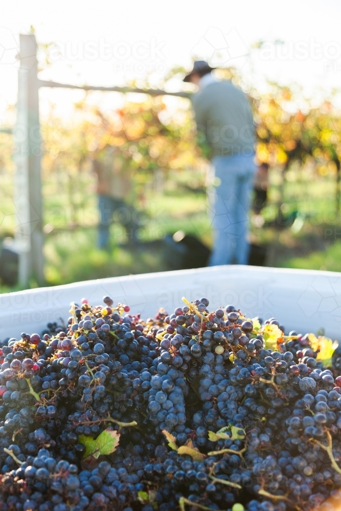 Red wine grapes in grape bin during harvest in vineyard with workers blurred in background - Australian Stock Image