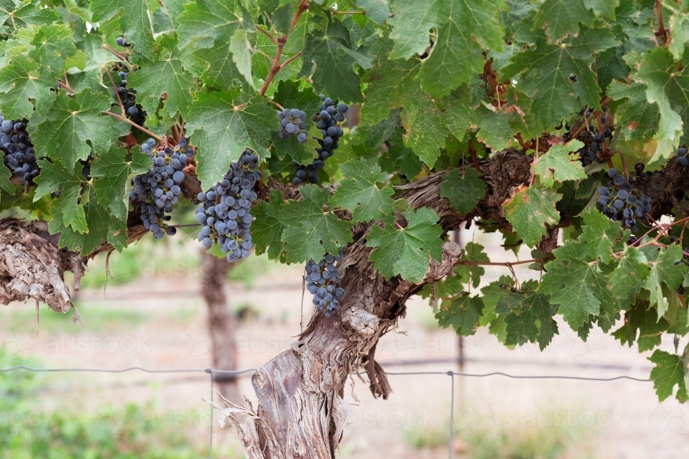 Red wine grapes on vine ready for harvest - Australian Stock Image