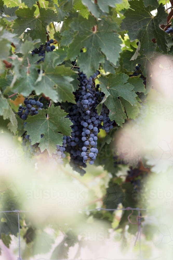 Red Wine Grapes ready for picking at vintage time - Australian Stock Image