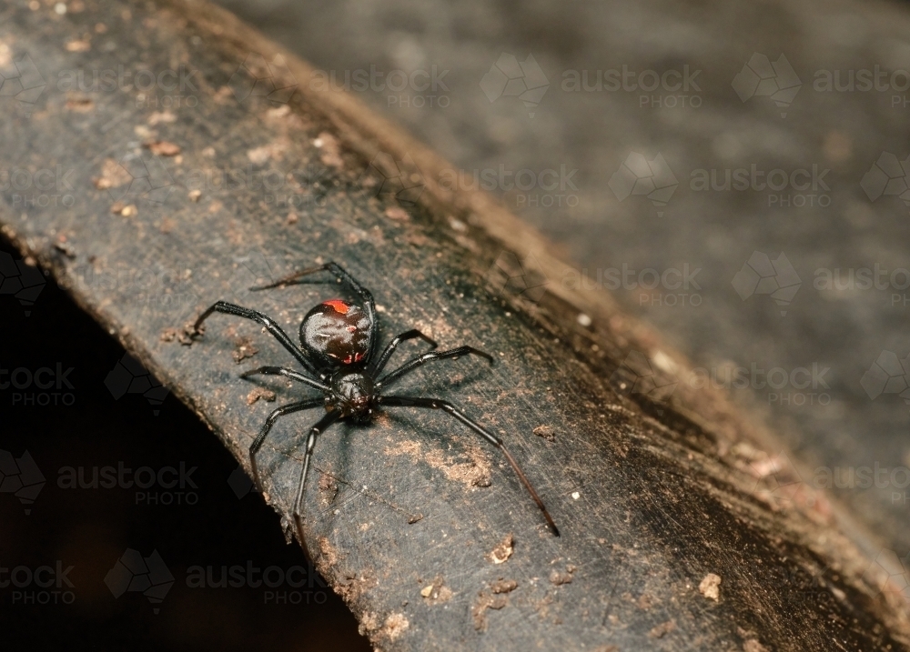 Redback Spider from Above - Australian Stock Image