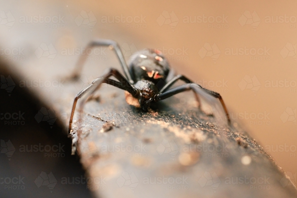 Redback Spider From In Front - Australian Stock Image