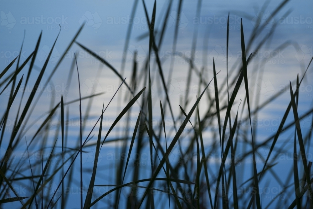 Reeds against blue and white water - Australian Stock Image