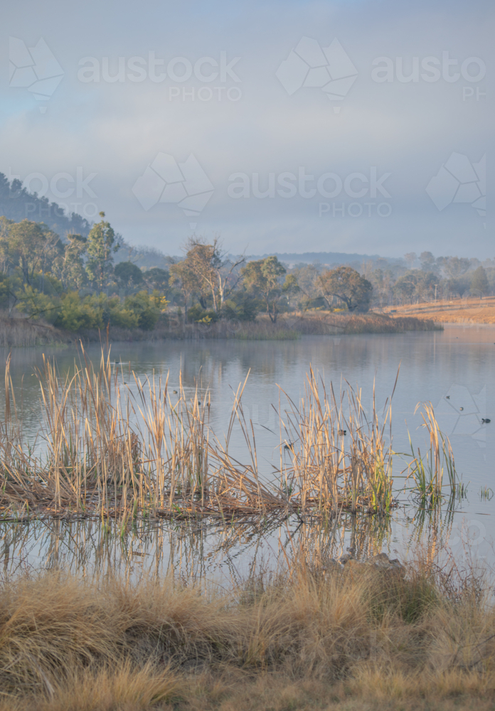 Reeds by a country dam - Australian Stock Image