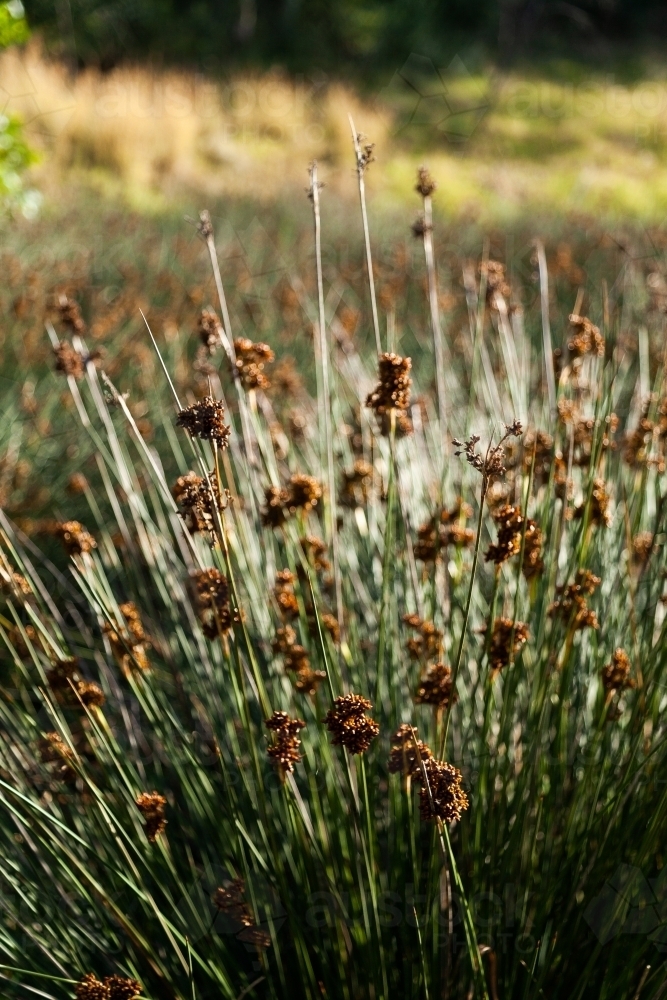 Reeds with seeds beside a creek - Australian Stock Image