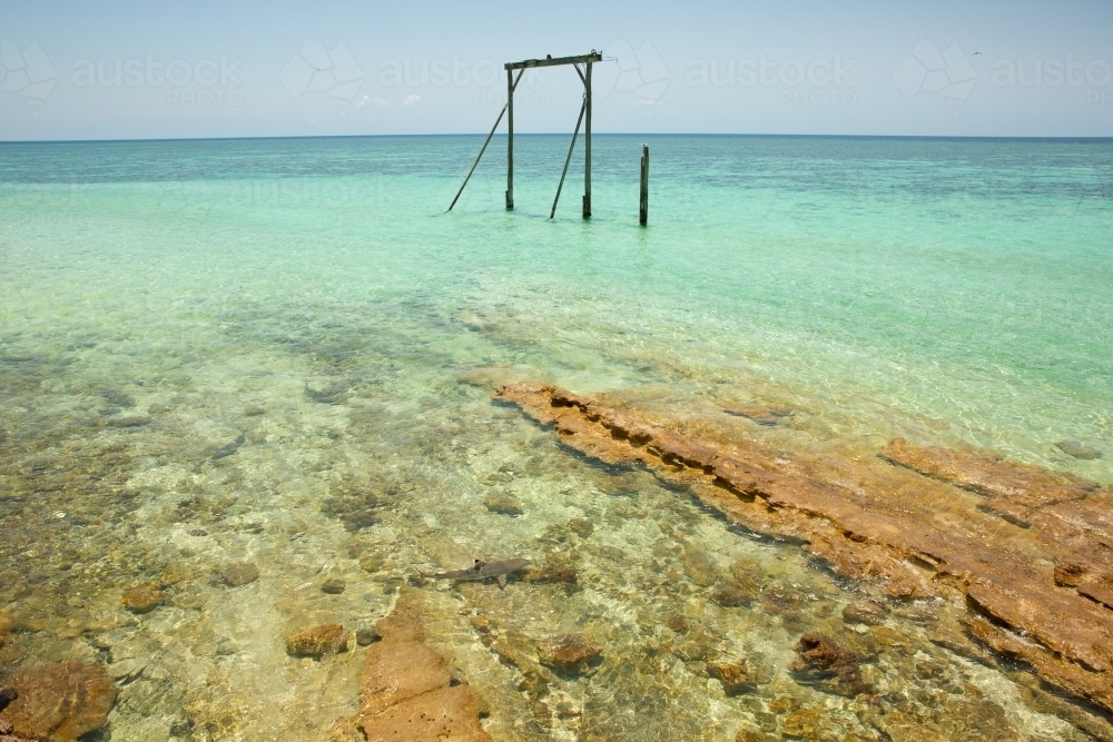 reef sharks in shallow waters around Heron Island - Australian Stock Image