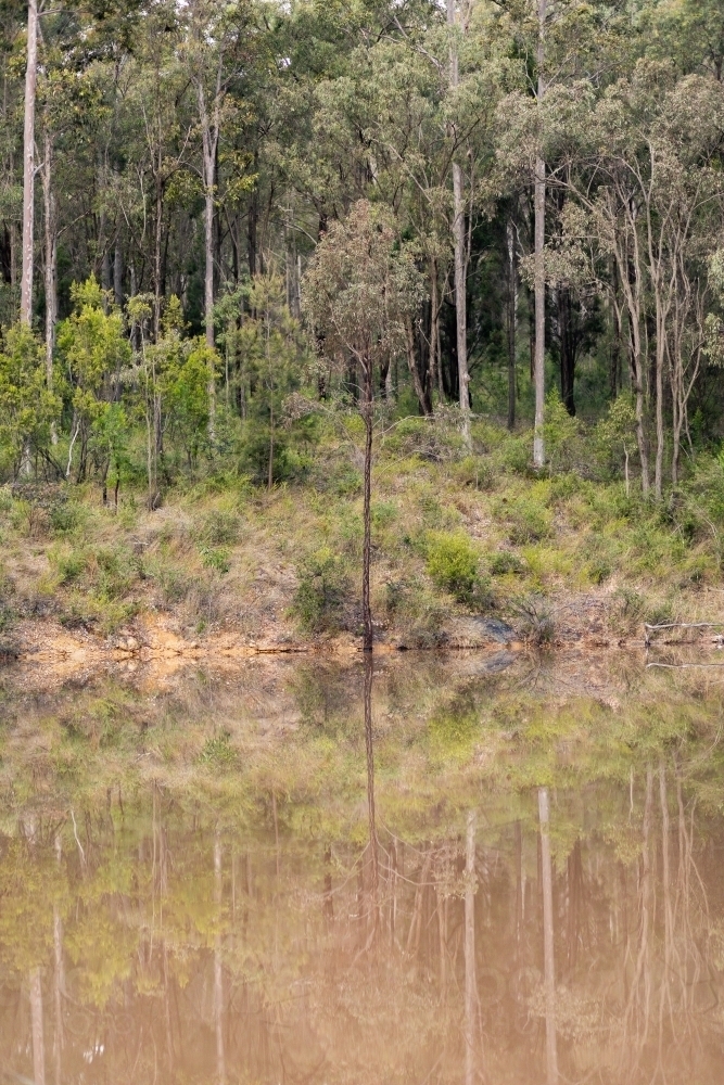 Reflection of trees and bushland in dam water after rain - Australian Stock Image