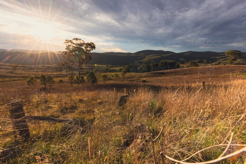 Regional NSW sunset landscape with lone emu standing at fence - Australian Stock Image