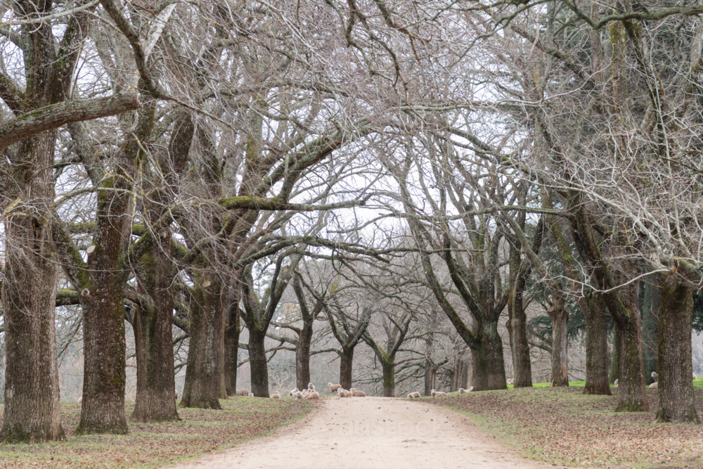 regional tree lined driveway in winter - Australian Stock Image