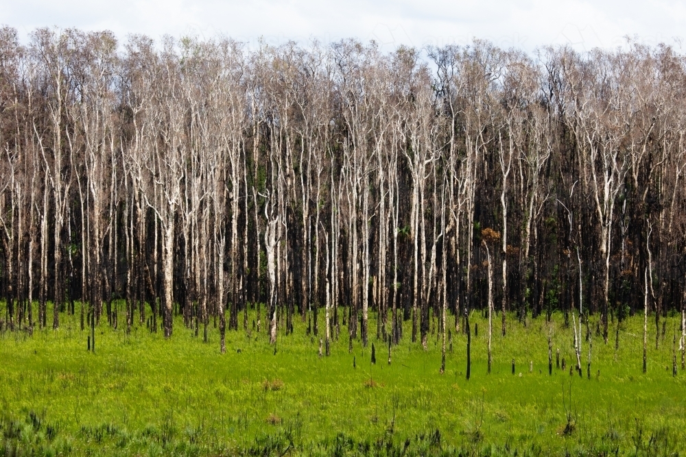 Regrowing Area of Melaleuca Forest After Fire - Australian Stock Image