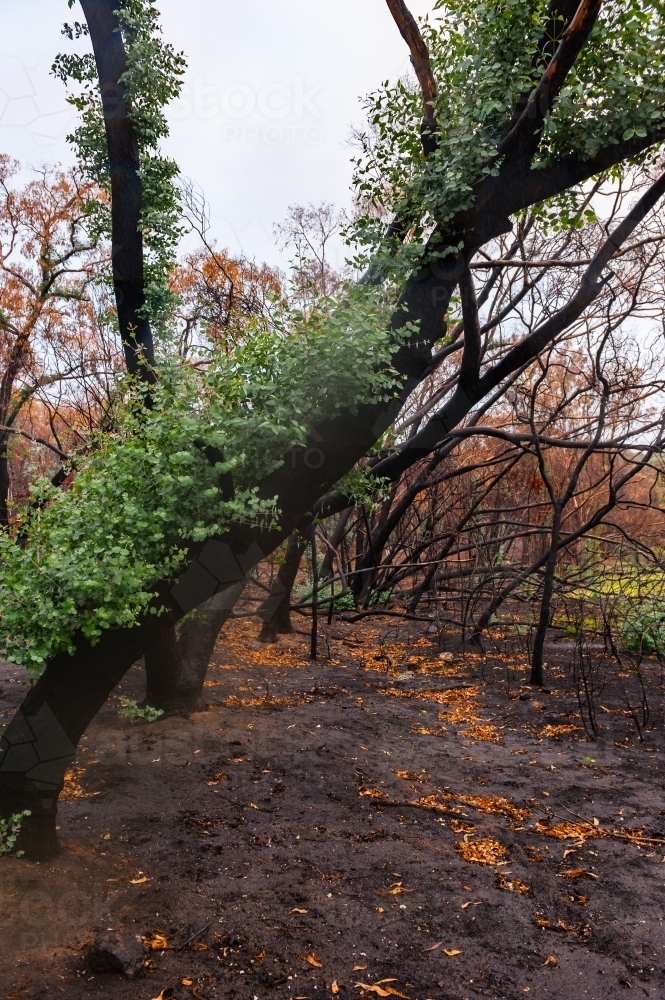 Regrowth on trees after a bushfire - Australian Stock Image