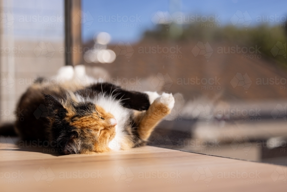 Relaxed cat lying asleep in the sun inside house reflected in window - Australian Stock Image