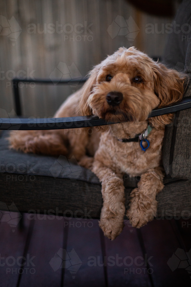 relaxed dog lying down on outdoor armchair - Australian Stock Image
