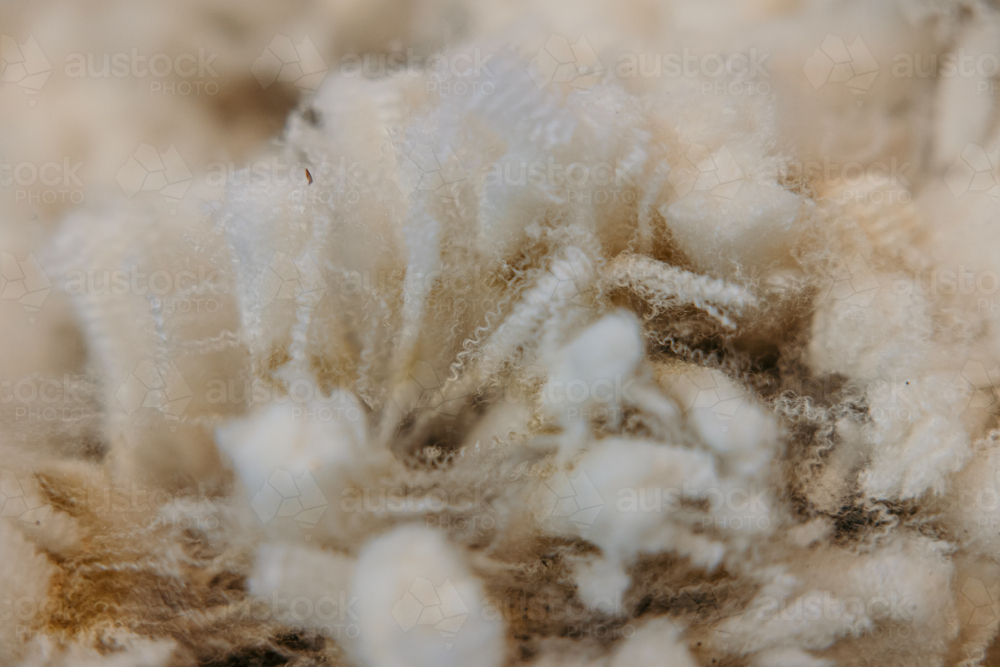 Remnants of sheared wool in a shearing shed. - Australian Stock Image