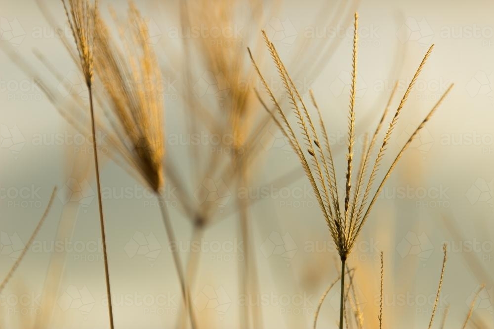 Rhodes grass seed heads - Australian Stock Image