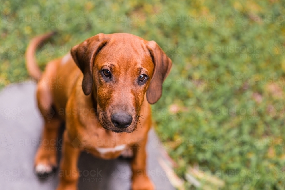 rhodesian puppy as seen from above - Australian Stock Image