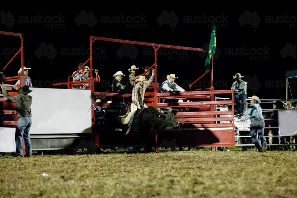 Rider coming from the bucking chute riding bull in competition - Australian Stock Image