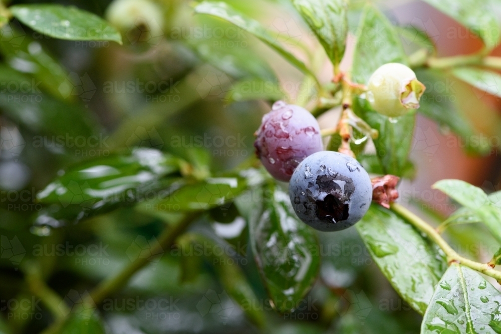 ripe and unripe blueberries on the tree - Australian Stock Image