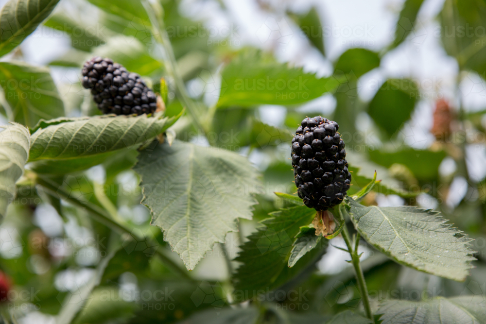 Ripe blackberries ready for harvest - Australian Stock Image