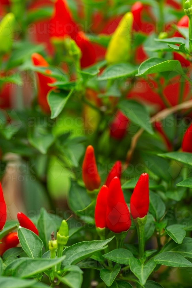 Ripe hot chillis on bush in garden   - Australian Stock Image