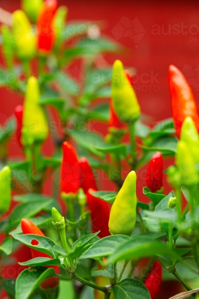 Ripe hot chillis on bush in garden   - Australian Stock Image