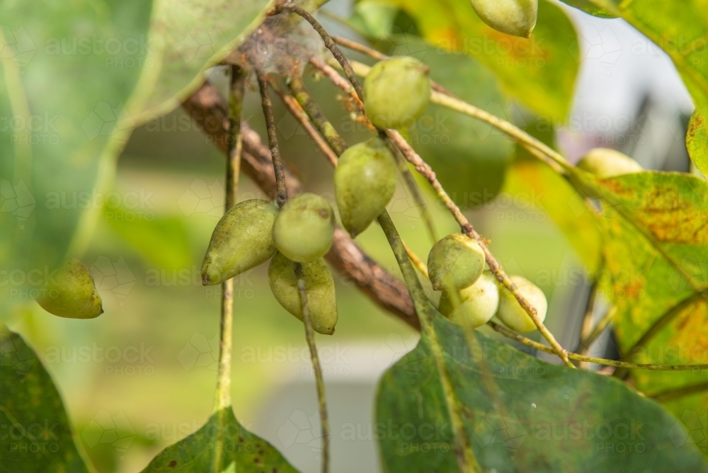 Ripe Kakadu Plums - Australian Stock Image