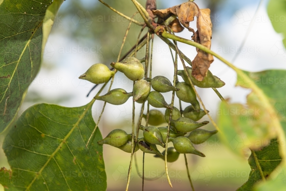 Ripe Kakadu Plums - Australian Stock Image