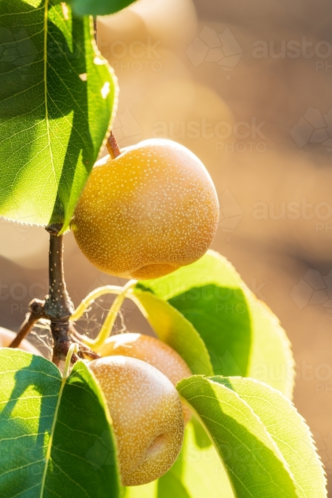 Ripe Nashi Pears hanging amongst green leaves on a fruit tree - Australian Stock Image