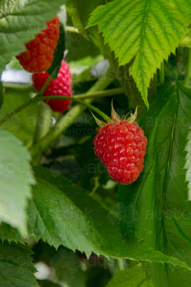 Ripe raspberries on a bush - Australian Stock Image
