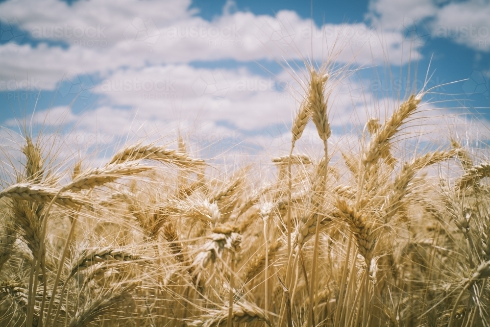 Ripe wheat crop heads in the Wheatbelt of Western Australia - Australian Stock Image