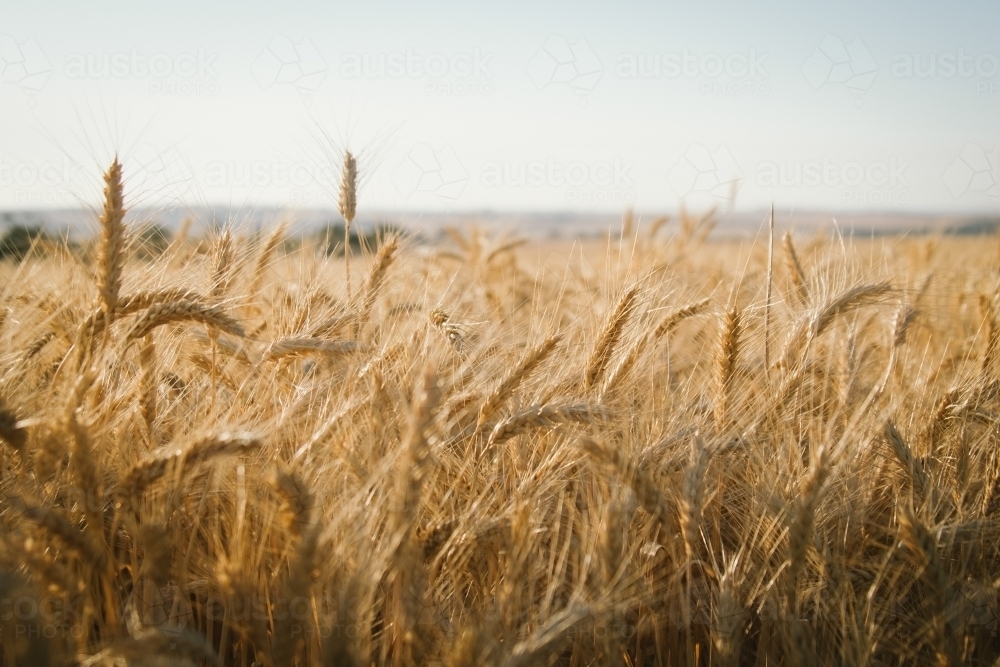 Ripe wheat crop in head ready for harvest in the Wheatbelt of Western Australia - Australian Stock Image