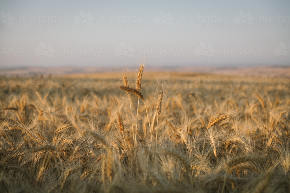 Ripe wheat crop on sunset during harvest in the Wheatbelt of Western Australia - Australian Stock Image