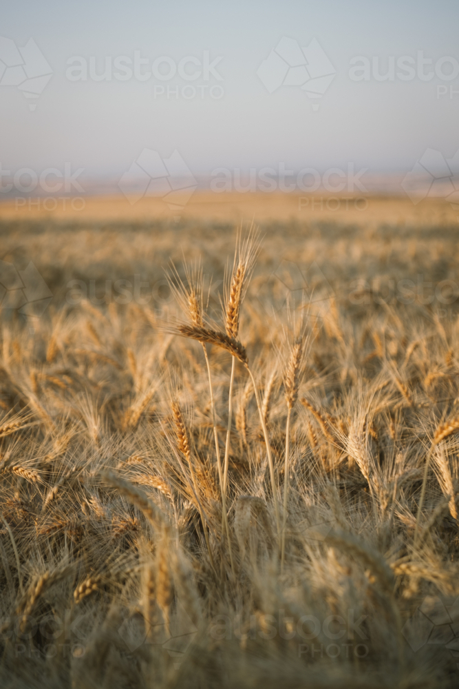 Ripe wheat crop on sunset during harvest in the Wheatbelt of Western Australia - Australian Stock Image