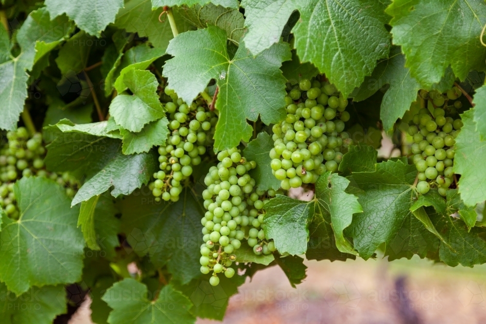 Ripening grapes on green vine - Australian Stock Image