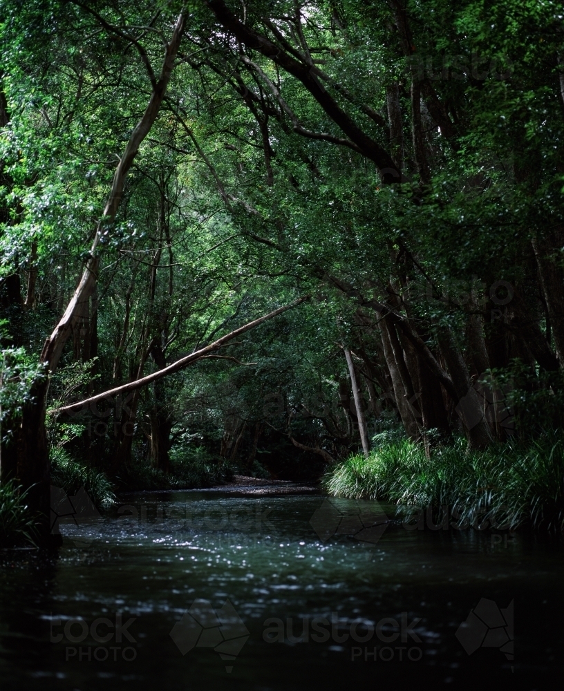 River flowing through rainforest - Australian Stock Image