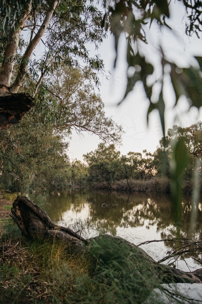 River surrounded by foliage in the afternoon - Australian Stock Image