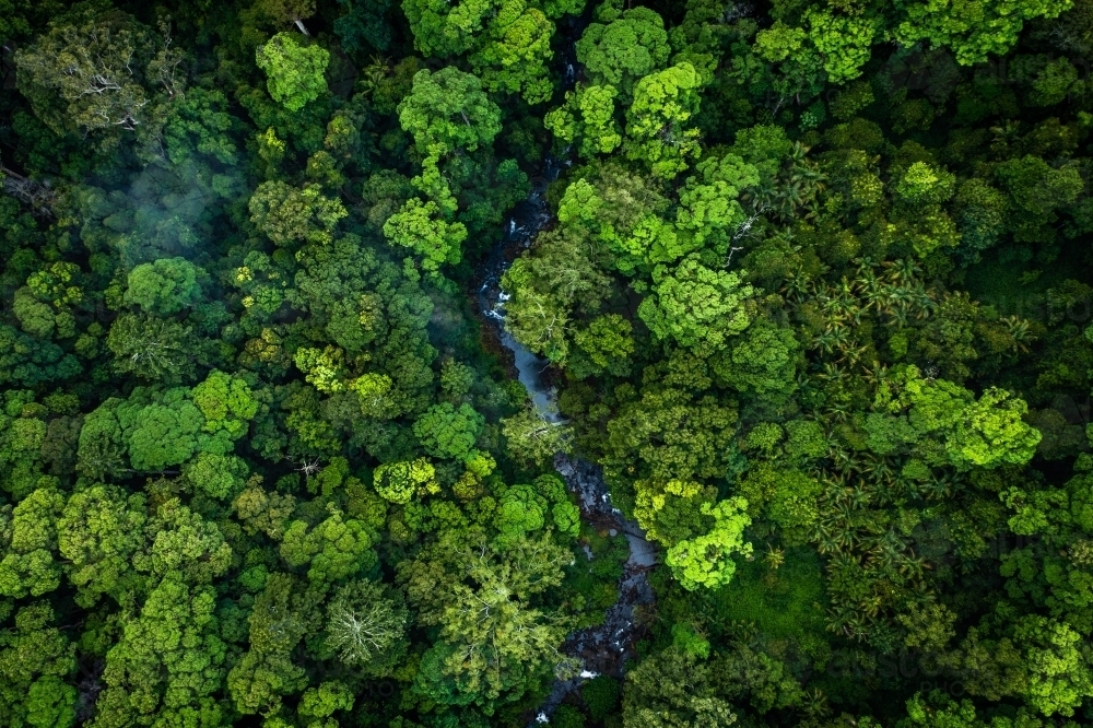 river winding through dense rainforest - Australian Stock Image